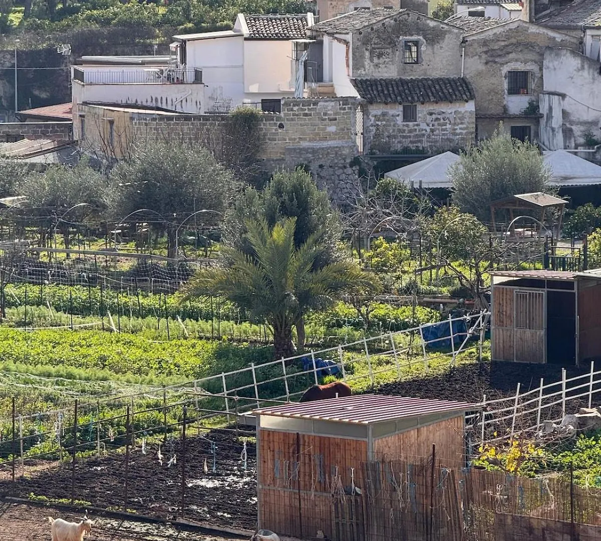 Suli D'Amuri Palermo 0*,  Italy